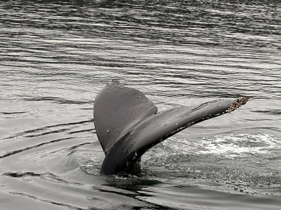 Rum Runner Charters-朱诺必去景点