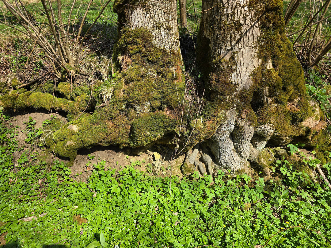 Monastere de la Grande Chartreuse