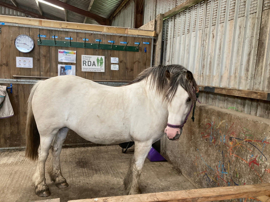 Pony Trekking at Bwlchgwyn Farm-Arthog必去景点