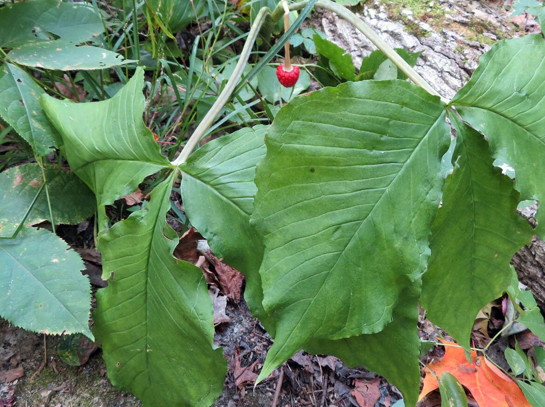 Mikisew Provincial Park-South River必去景点