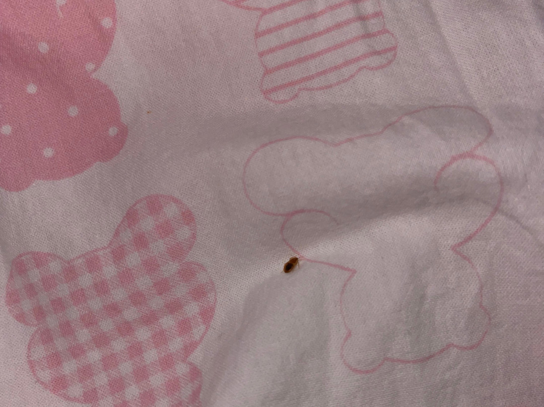 B&B HOTEL Creil Chantilly主图