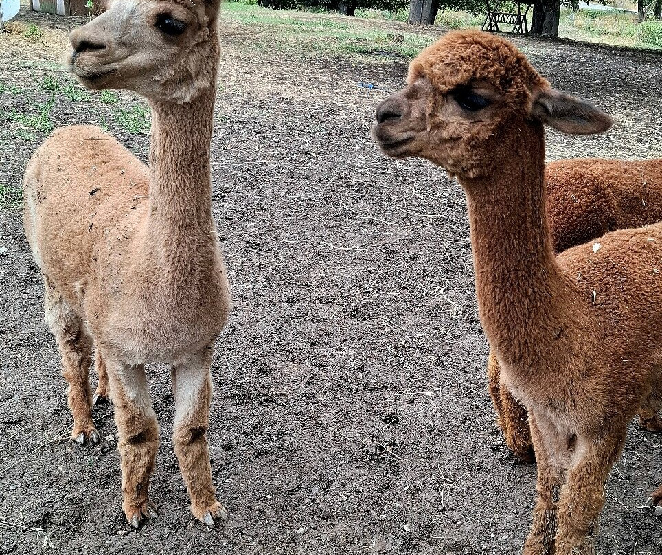 Alpaca Azerbaijan-Meysary必去景点