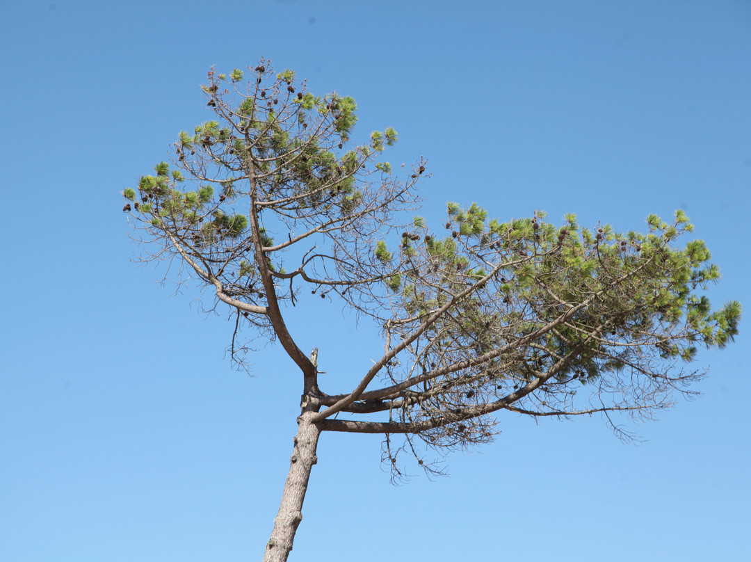 Plage de la Lagune-拉泰斯特德比克必去景点