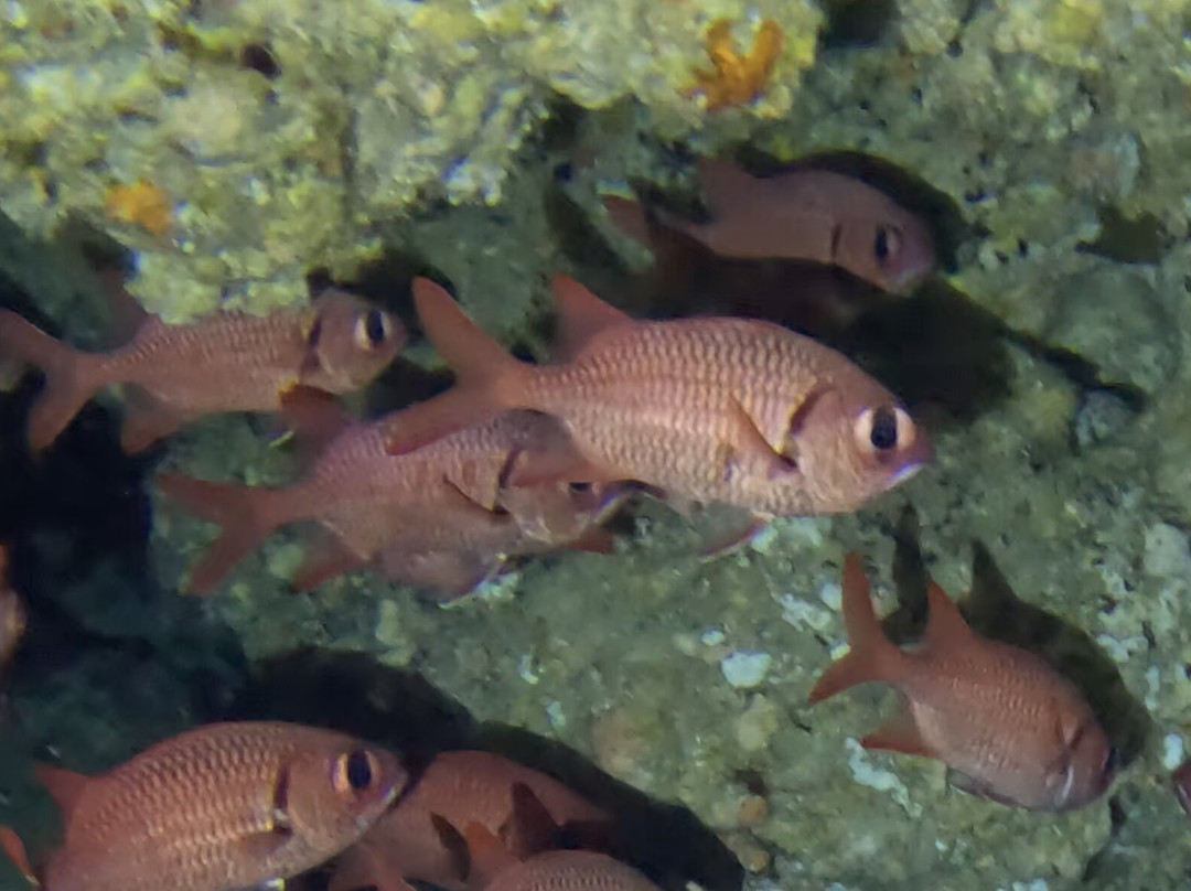 Miyakojima Diving Shop Guide-Ya-San-宫古岛市必去景点