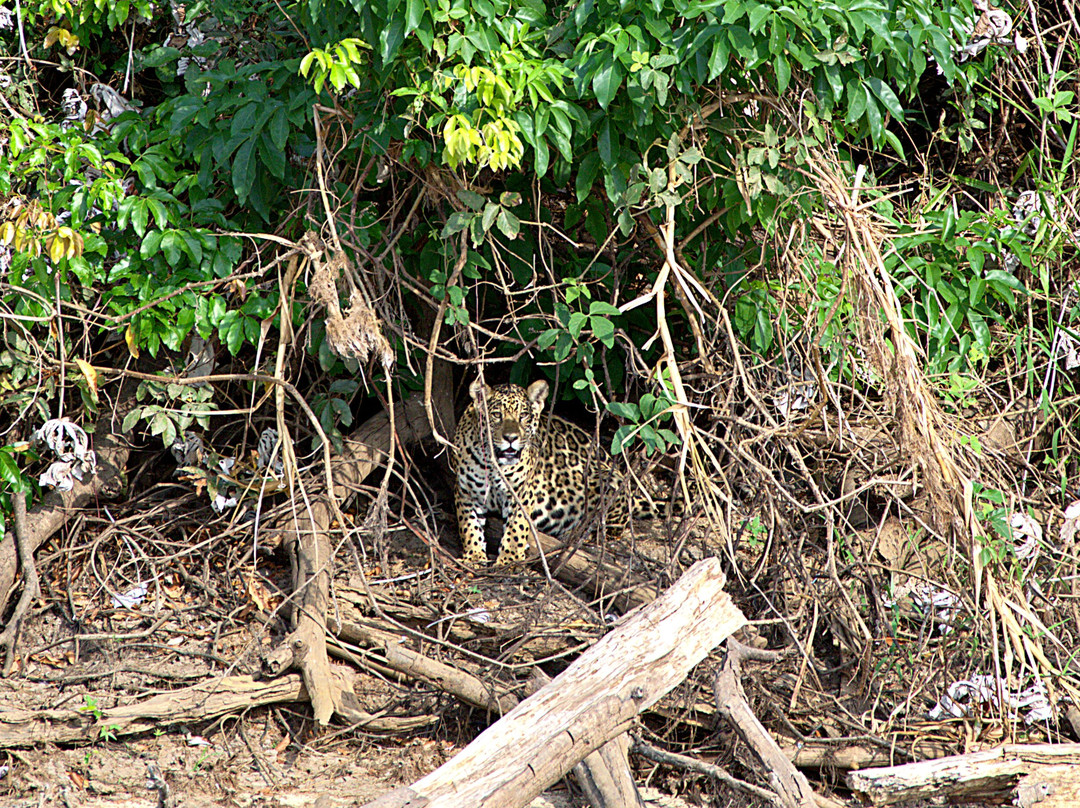 Spot Jaguar Pantanal South Wild Jaguar Tour-科龙巴必去景点