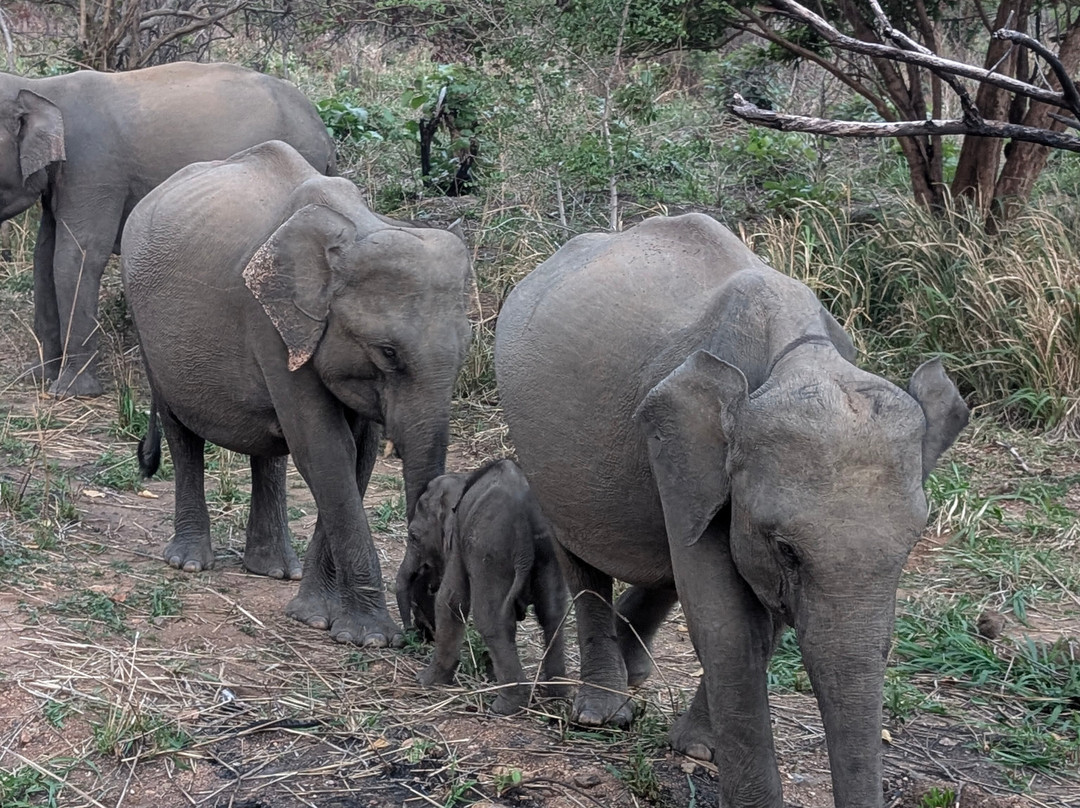 Trinco Lanka Travels-Trincomalee必去景点
