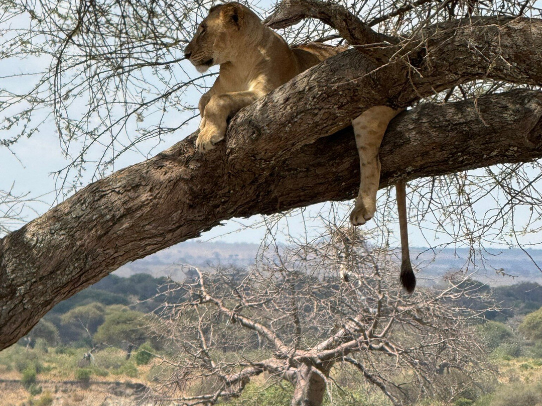 Kubwa Five Safaris-坎帕拉必去景点