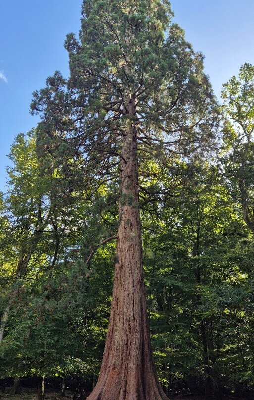 新森林国家公园-林德赫斯特必去景点