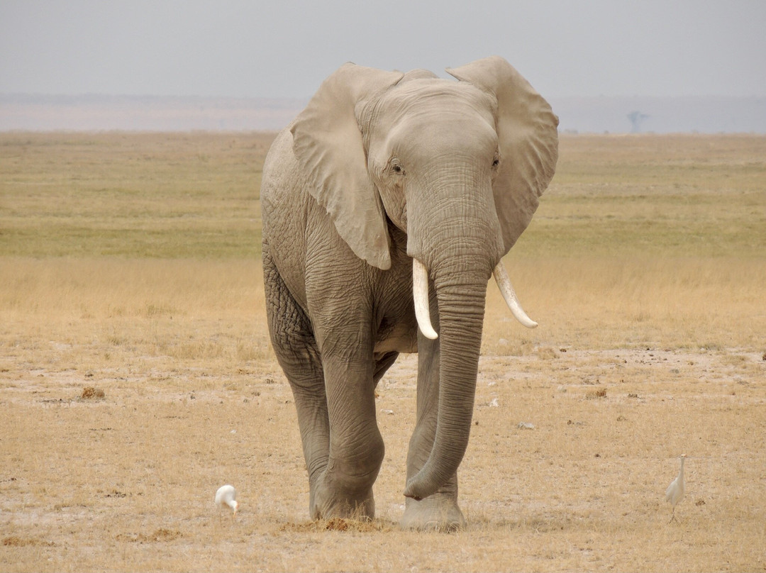 Cotis Safaris-内罗毕必去景点