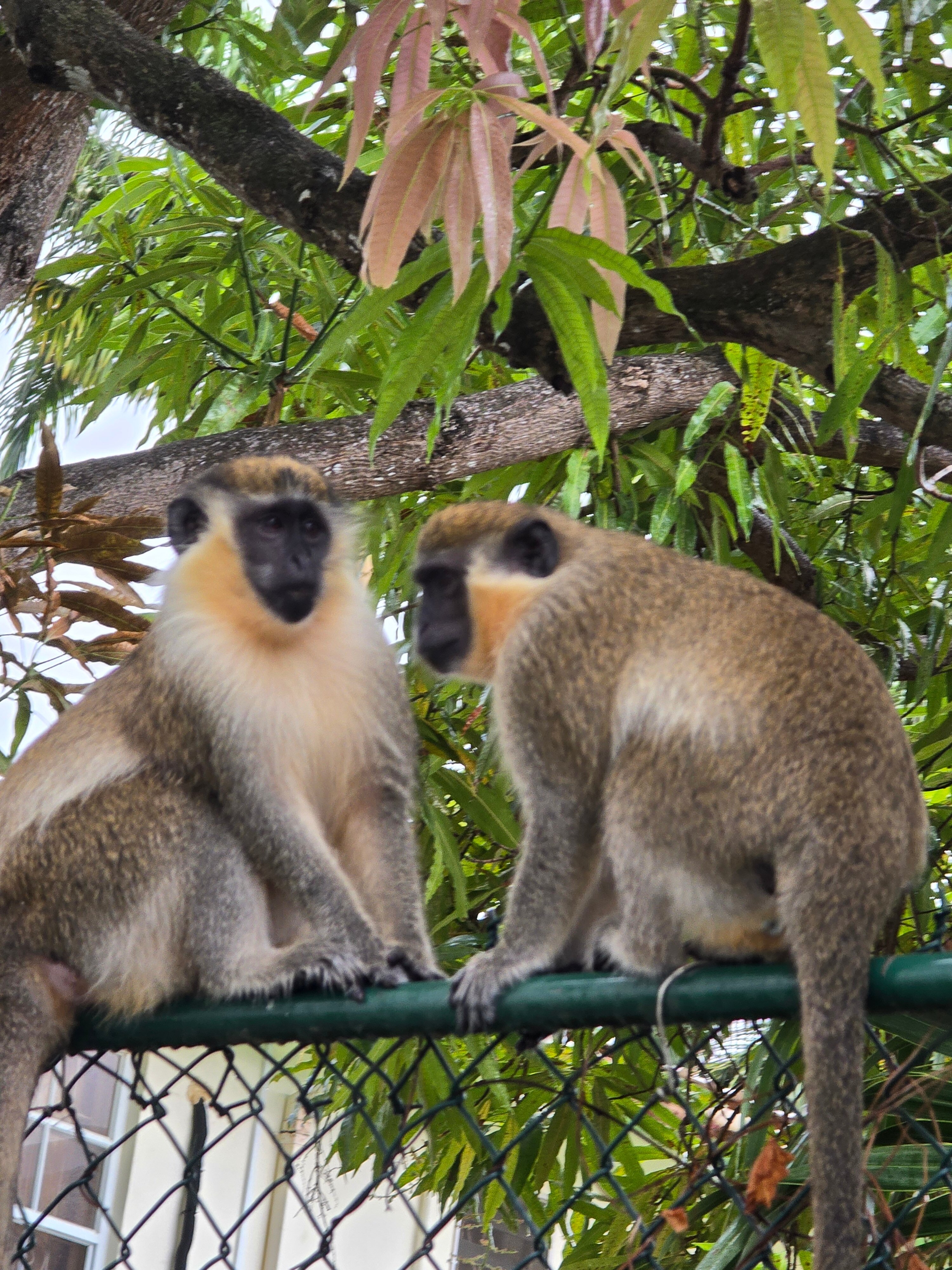 Sandals Royal Barbados-浴室