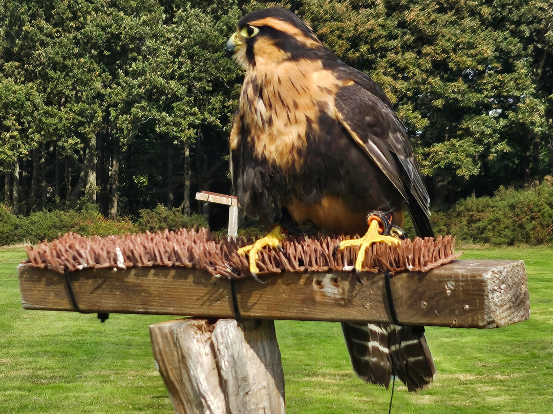 East Sussex Falconry-Herstmonceux必去景点