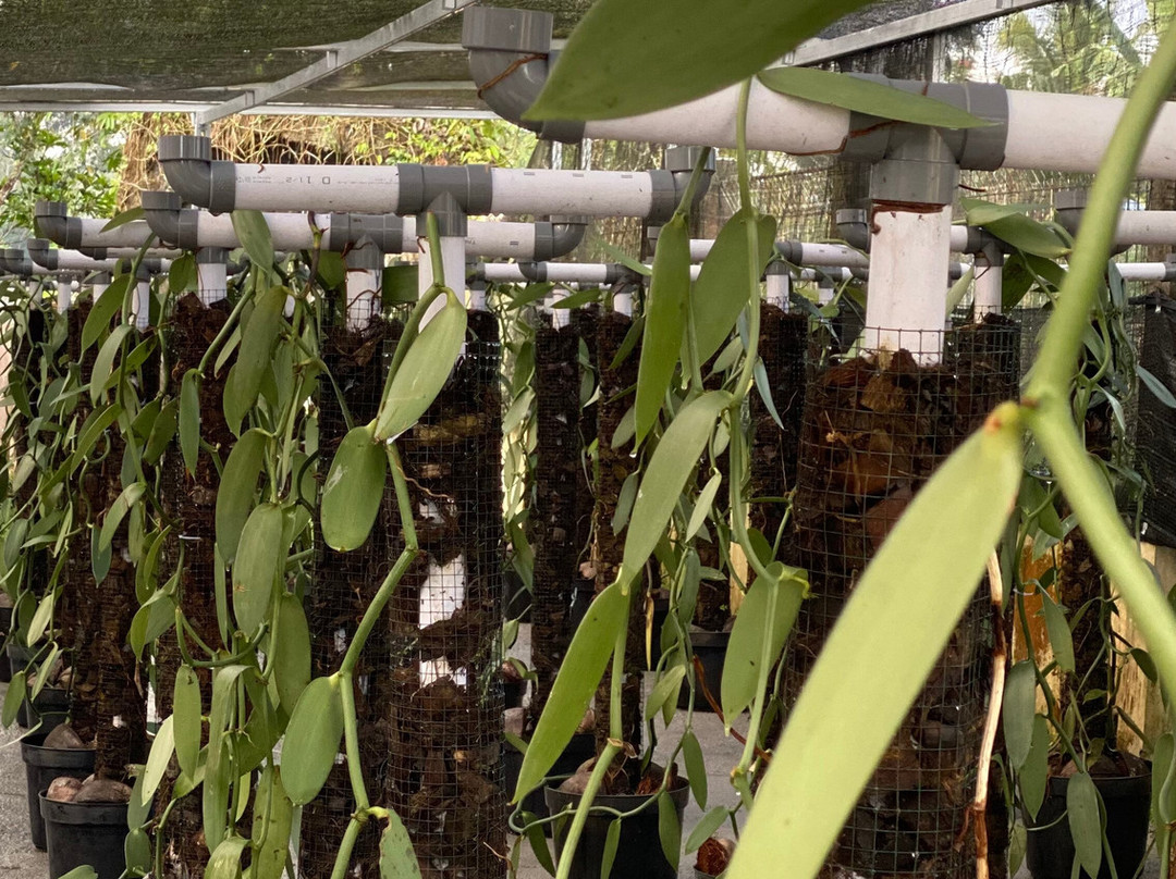 Wale Vanilla-Tomohon必去景点