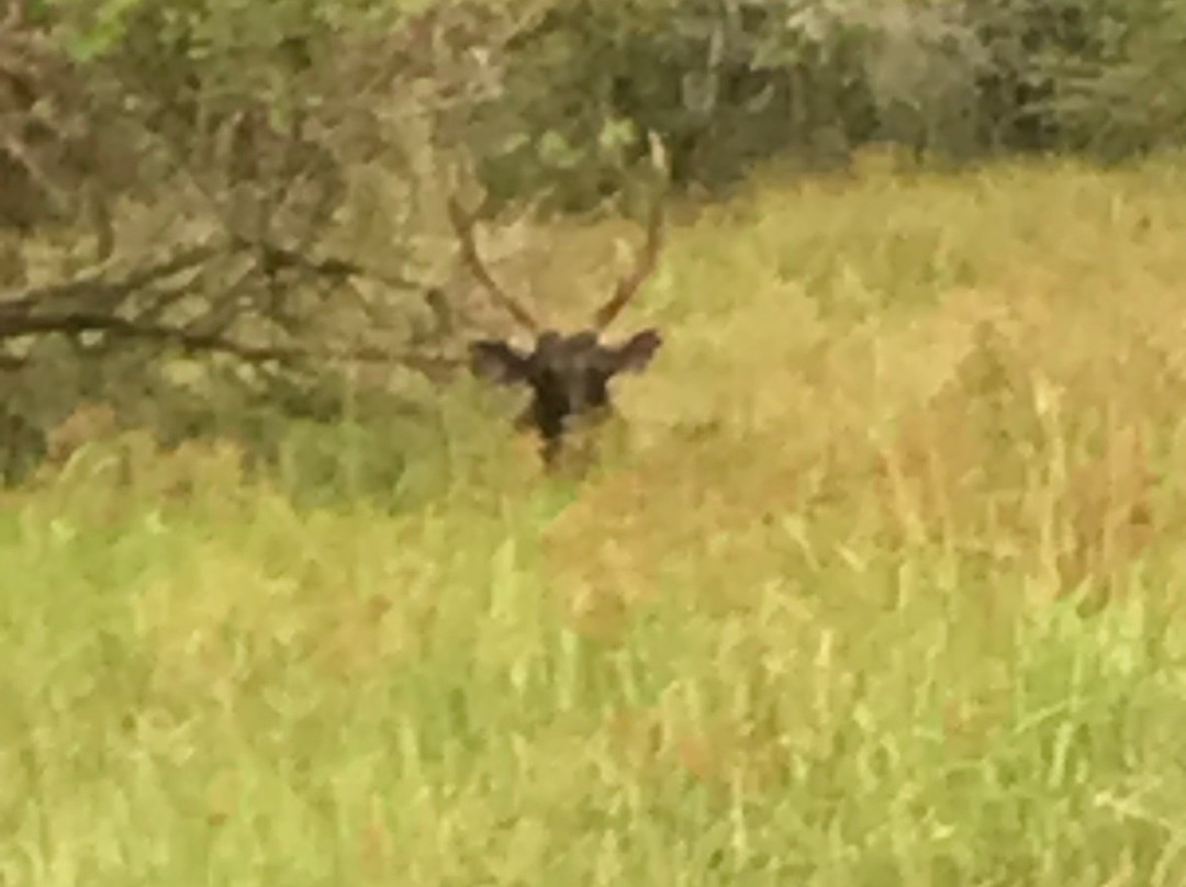 Panchi Safari Jeep Tours-蒂瑟默哈拉默必去景点