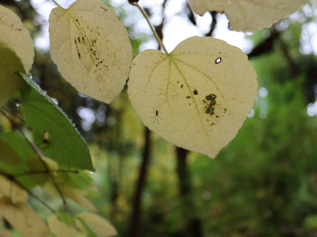 Cluny House Gardens-Aberfeldy必去景点