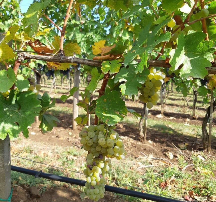 Gunko Winery-Nizhnebakanskaya必去景点