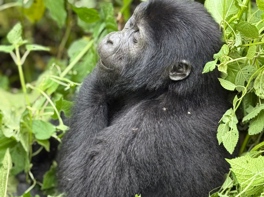 Nkuringo Safaris-布恩迪难以穿越的国家公园必去景点