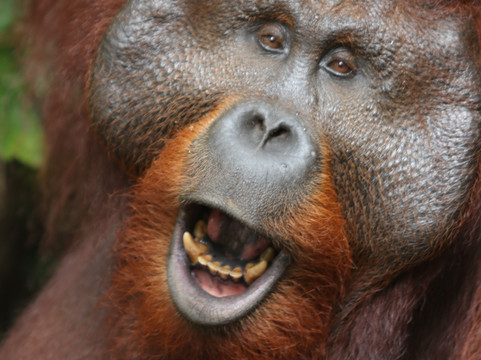 Tanjung Puting Open Trip-Pangkalan Bun必去景点