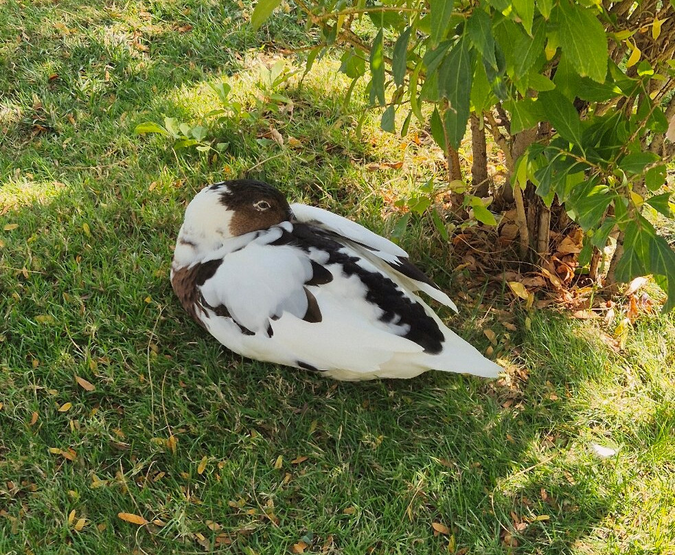 Japanese Garden-塔什干必去景点