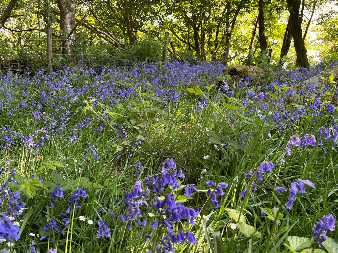 Caerau Gardens-Bala必去景点