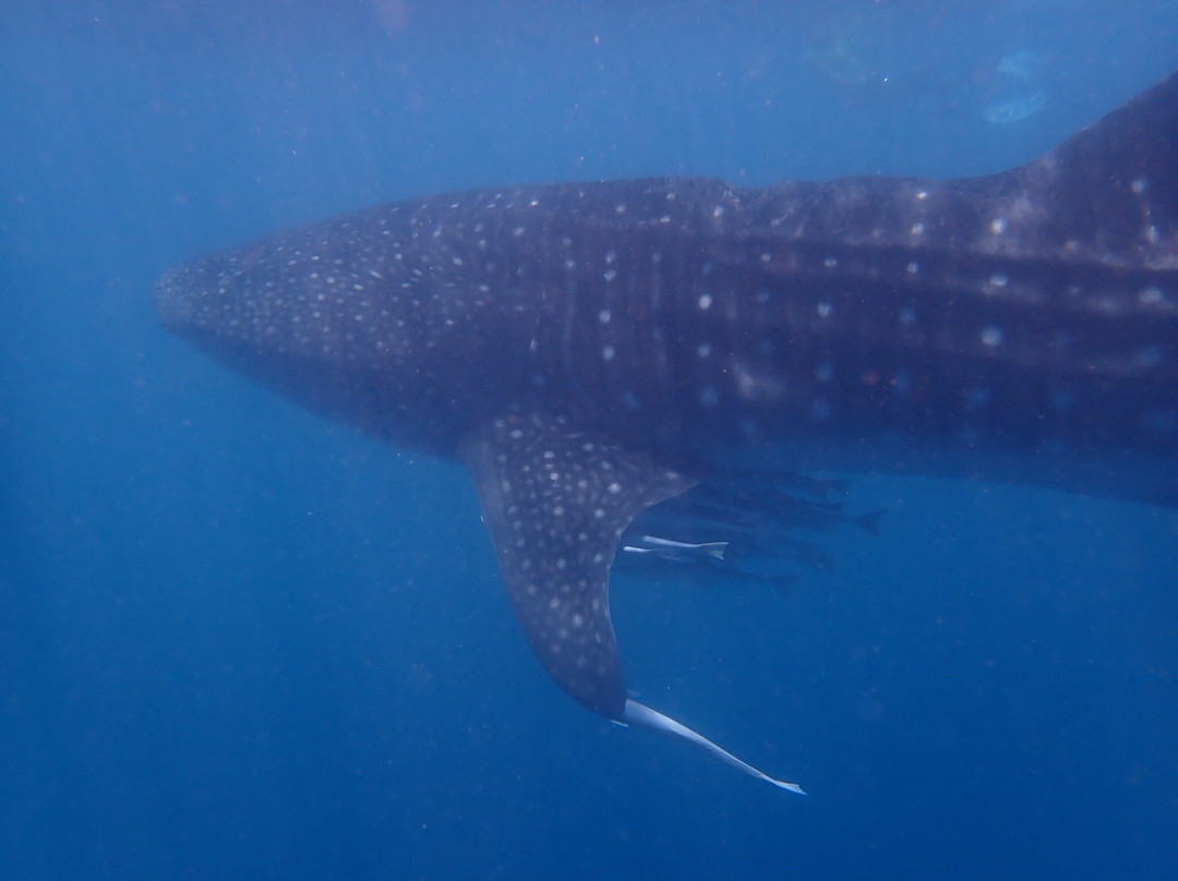 Ningaloo Whaleshark Swim-埃克斯茅斯必去景点