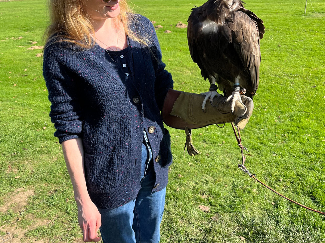 Surrey Hills Falconry-Ockley必去景点