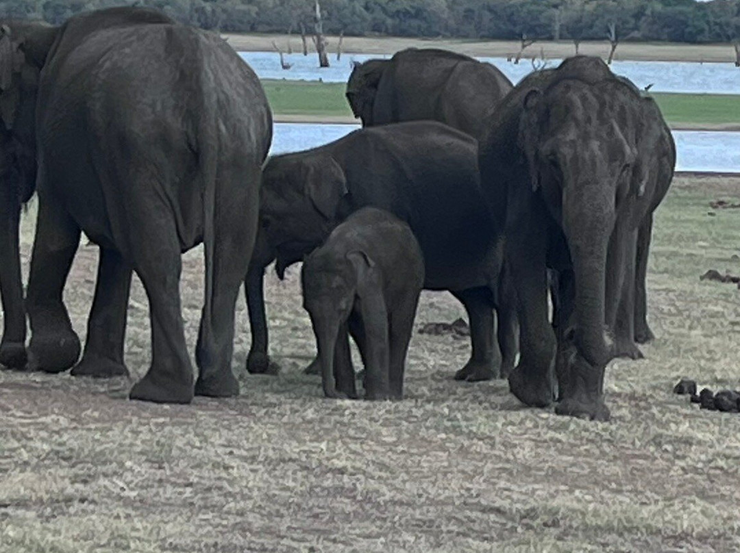 Sri Lanka Tours And Taxi With Mano