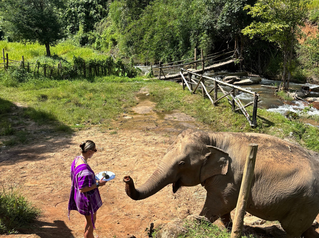 Elephant Village Sanctuary-清迈必去景点