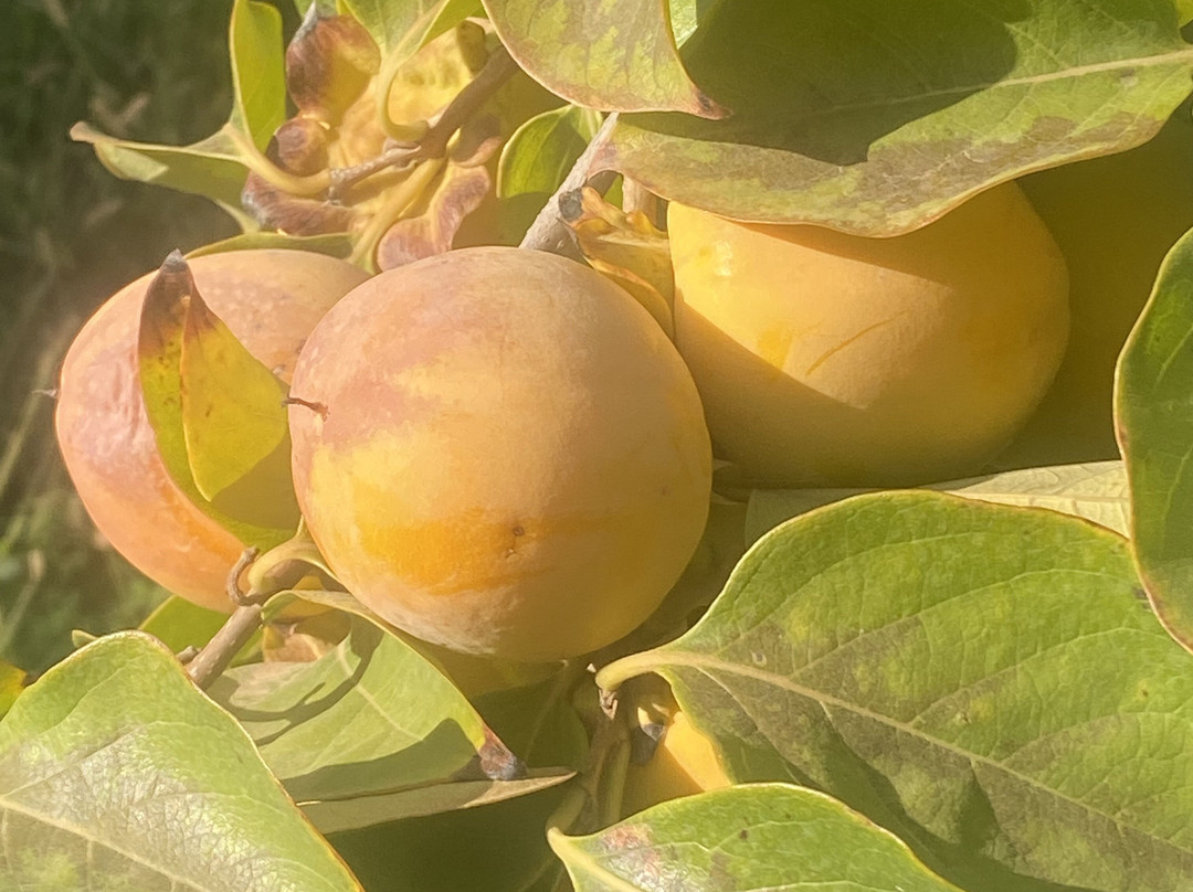 Domaine Malika主图