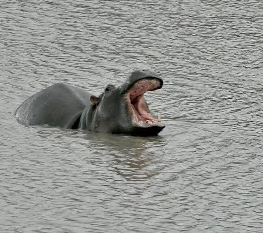 Wild Insight Safaris-Hluvukani必去景点