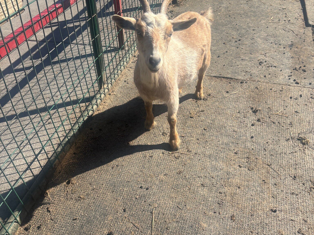 Goats on the Roof-皮金福奇必去景点