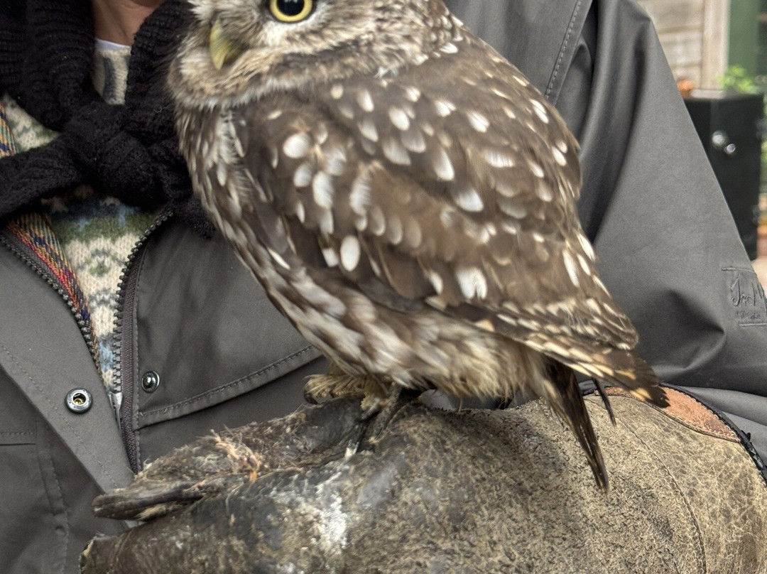 Dalhousie Castle Falconry-邦尼里格必去景点
