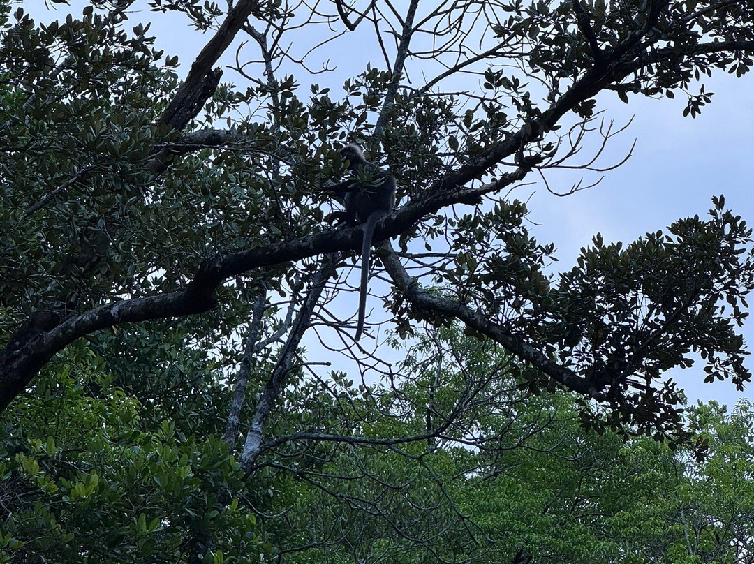 Cherating River-珍拉汀必去景点