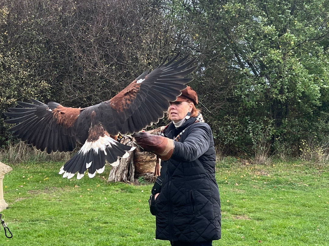 Feathers and Fur Falconry Centre-布拉克内尔必去景点