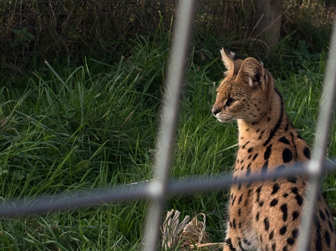 Ark Wildlife Park & Exotic Animal Sanctuary-Stickney必去景点