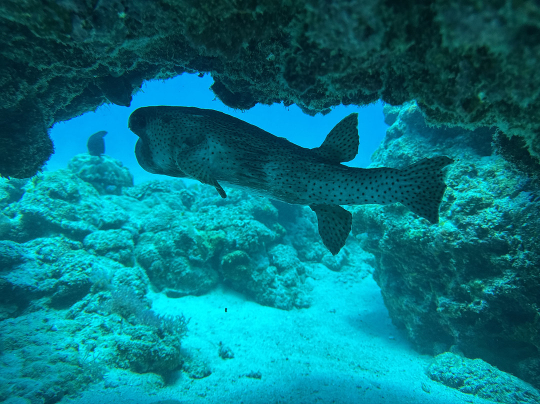 毛里求斯专业潜水公司-卓欧毕雪必去景点