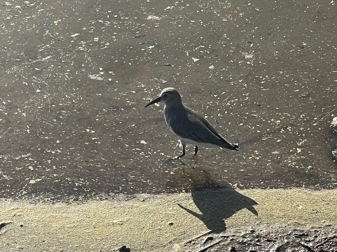 Frangokastello Beach-Frangokastello必去景点