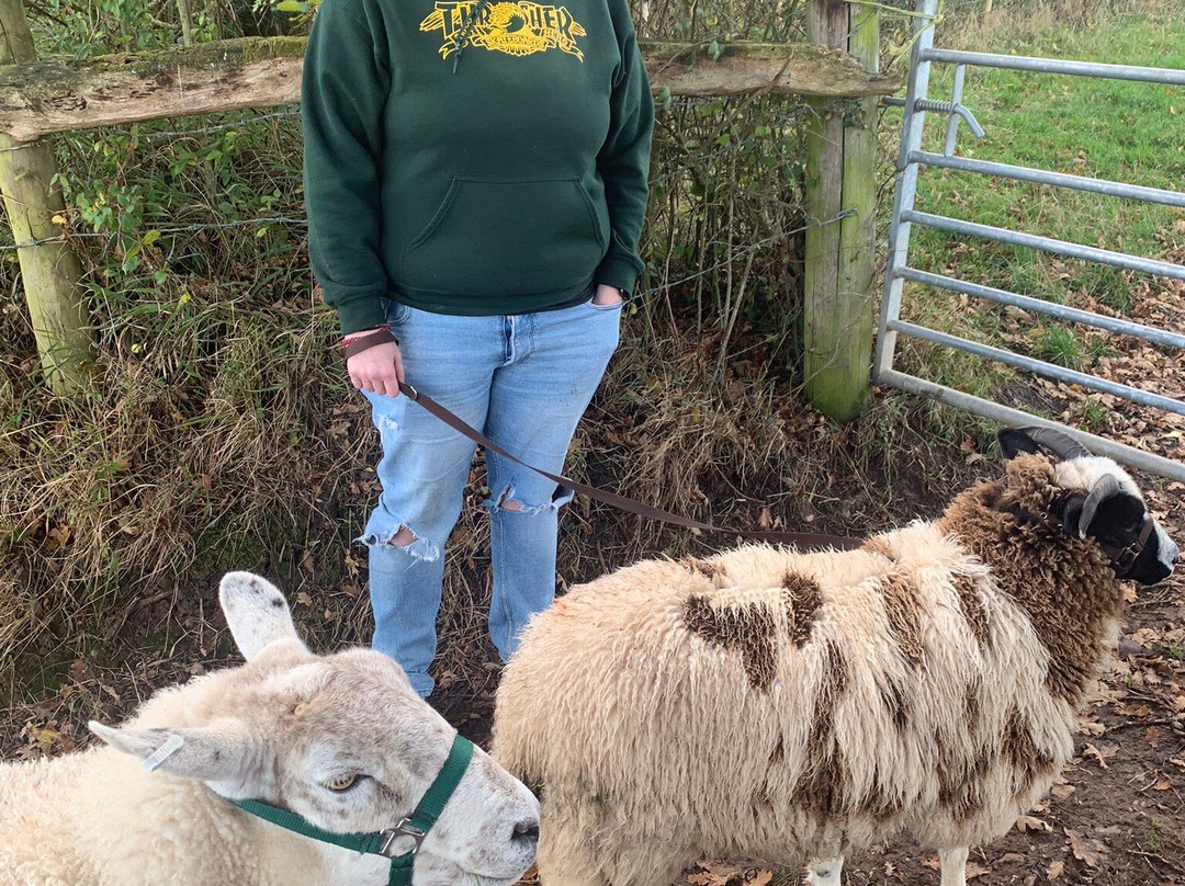 Somerset Sheep Trekking-Pitminster必去景点