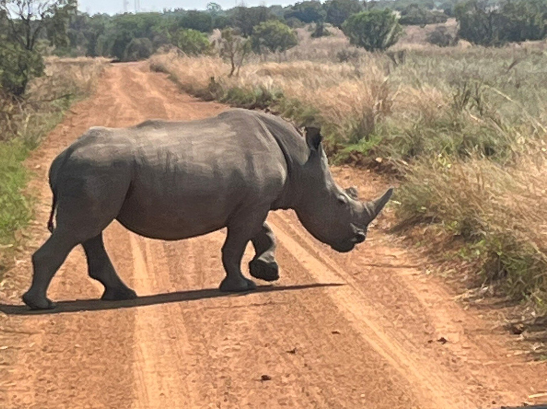 Safari With Us - Day Tours-约翰内斯堡必去景点