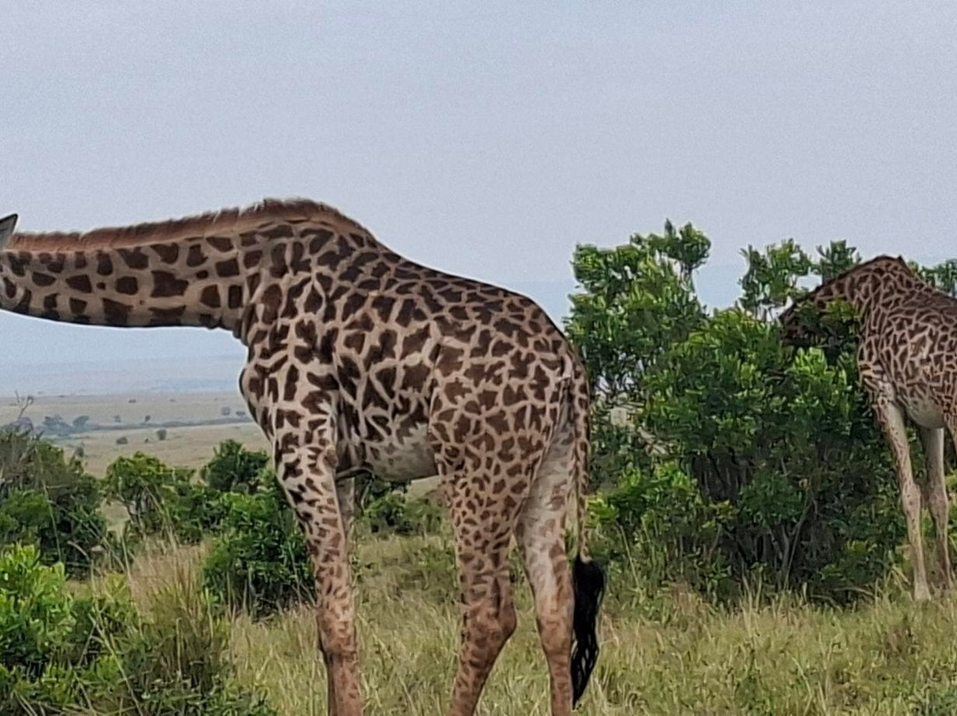 Lorna Safaris-内罗毕必去景点