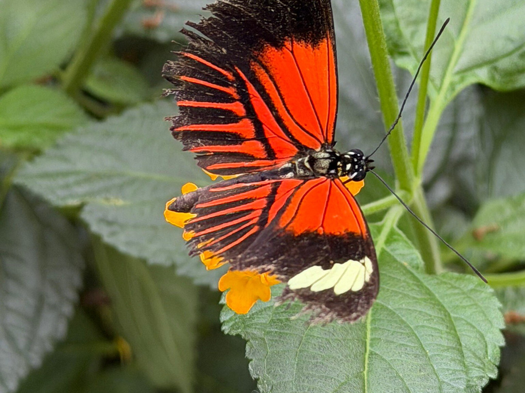 Jardin des Papillons-汉拿威必去景点