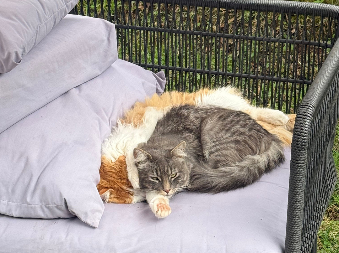 Etnikas Ayahuasca Retreats-库斯科必去景点