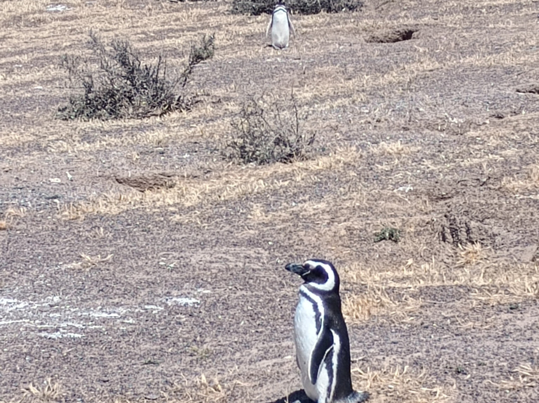 Punta Tombo-Dos Pozos必去景点