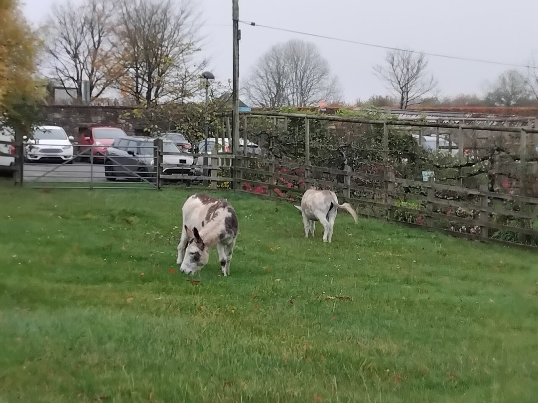 The Donkey Sanctuary-西德茅斯必去景点