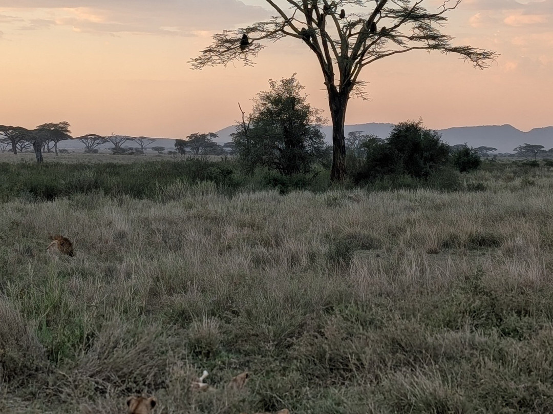 SAFARI VENTURES INC-Usa River必去景点