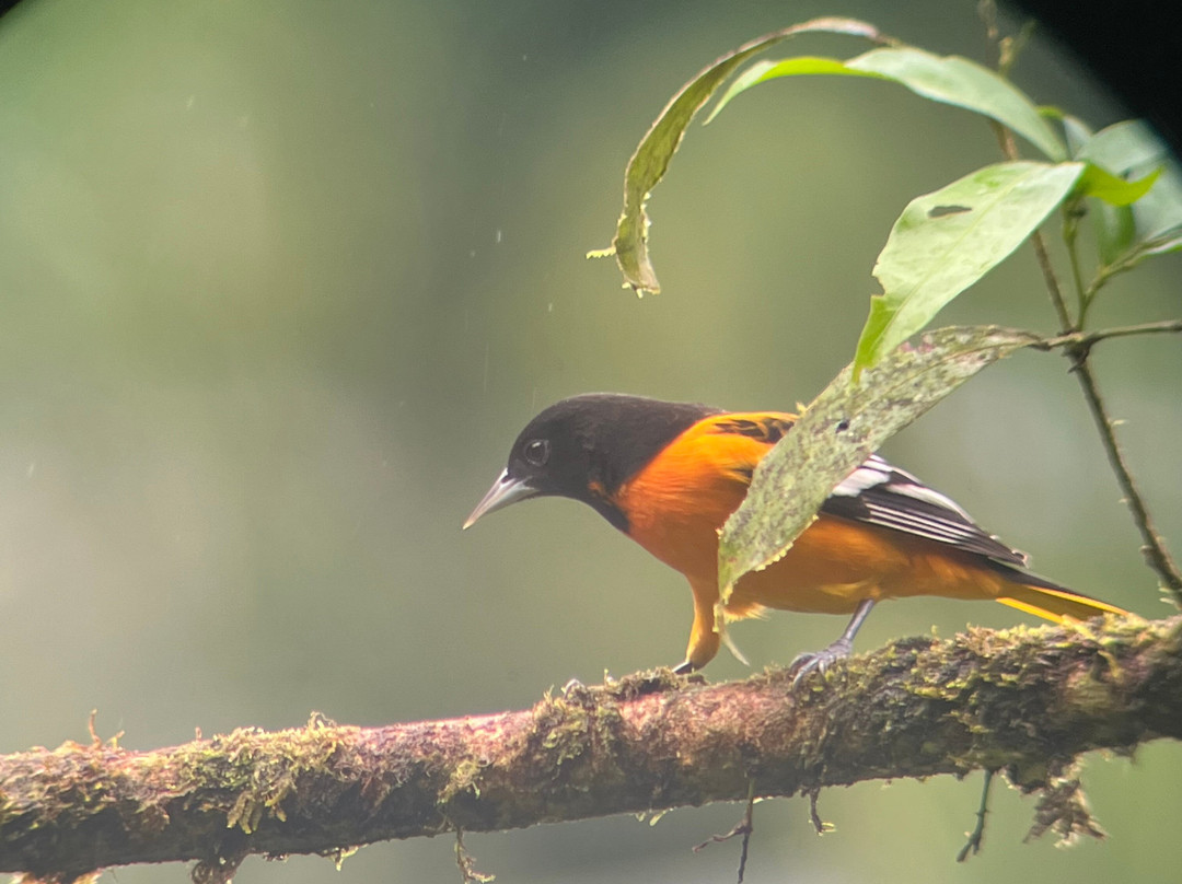 Pizote Tours-Boca Tapada必去景点
