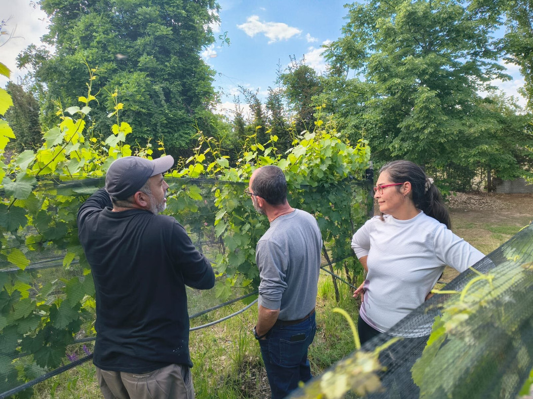 Bodega Familiar Agroecológica De La Tierrita-Eugenio Bustos必去景点