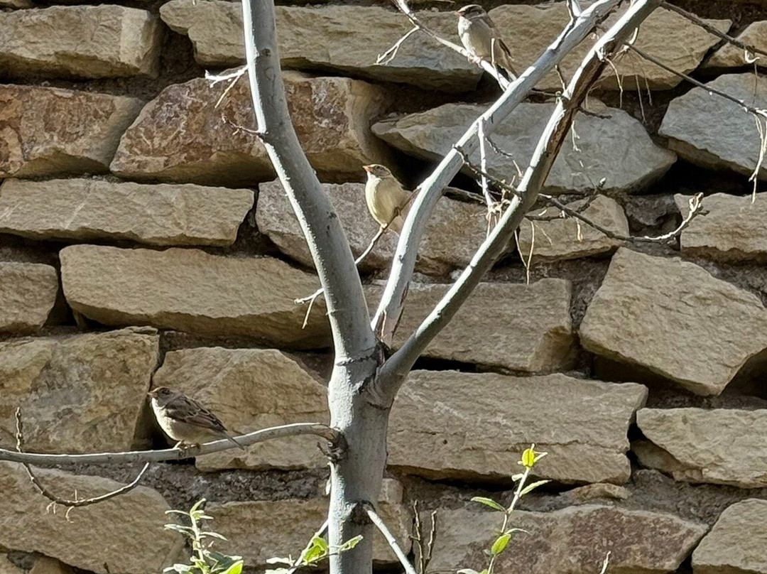 Ganjnameh Inscriptions-Hamadan必去景点