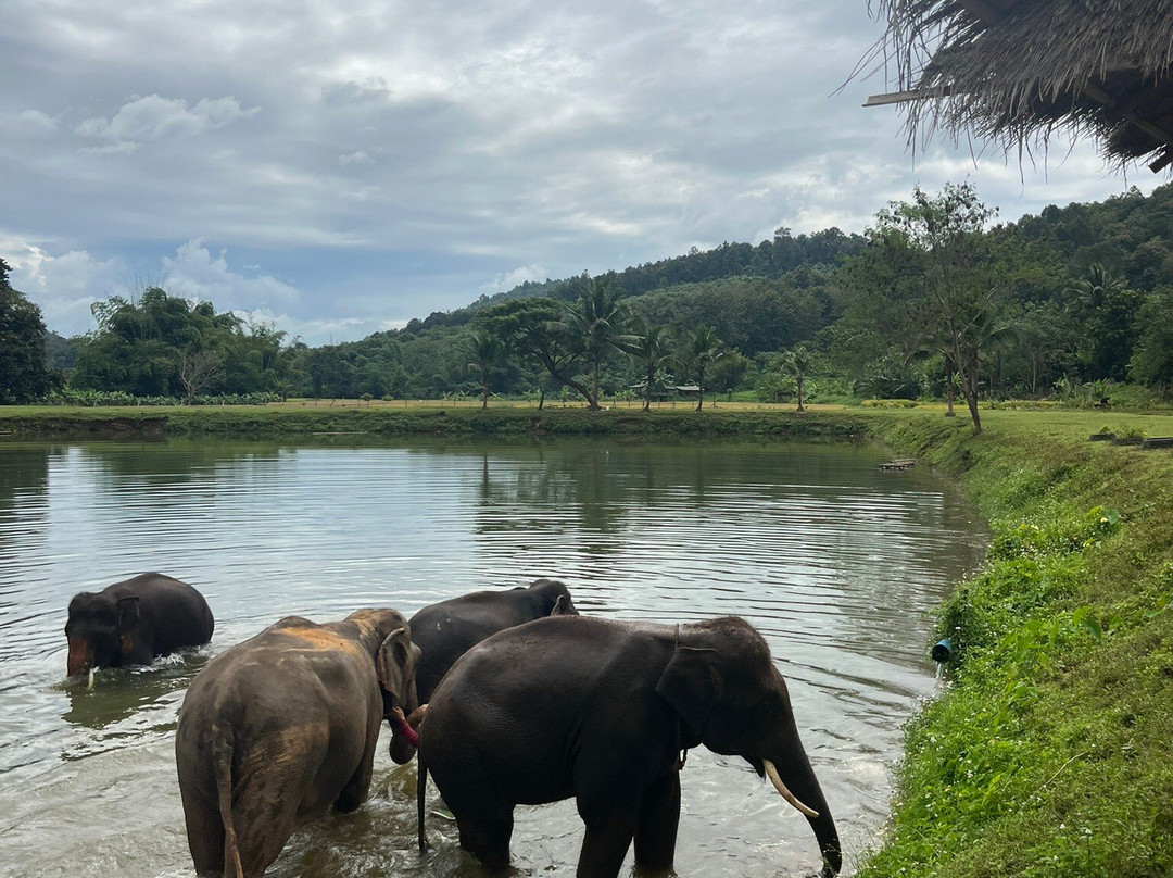 大象生态公园-清迈必去景点