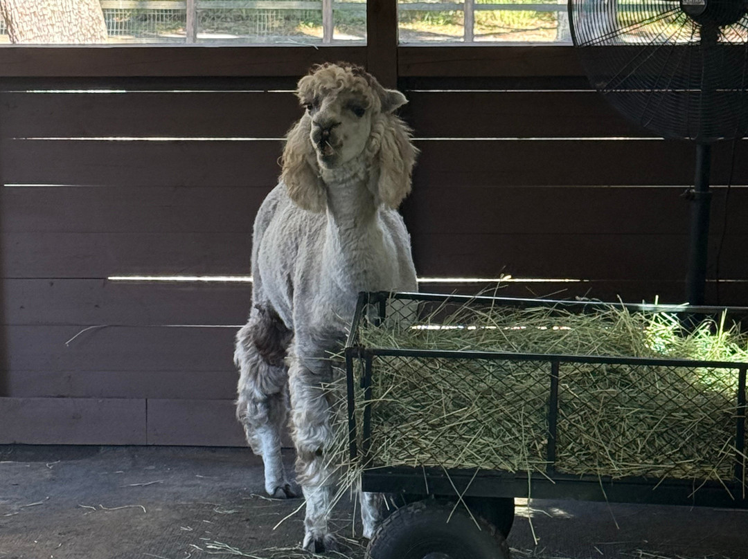 Shady Rest Alpacas-杰克逊维尔必去景点