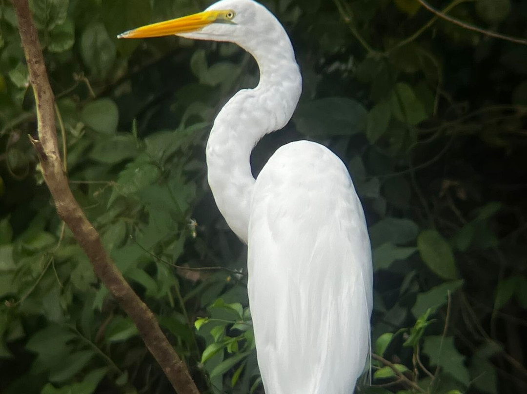 Arenal Nature Tours-Muelle必去景点